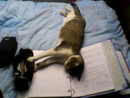 le chat m'aidait � mes r�visions!